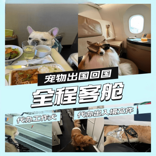 迪庆州宠物托运到白俄罗斯宠物入境规定和要求